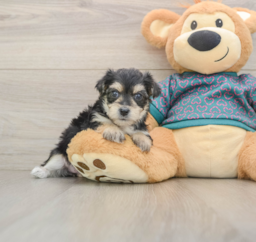 8 week old Morkie Puppy For Sale - Seaside Pups