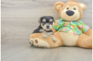 Best Morkie Baby
