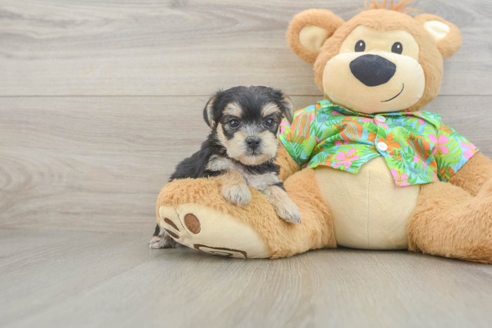 Best Morkie Baby