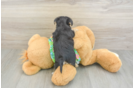 Popular Morkie Designer Pup