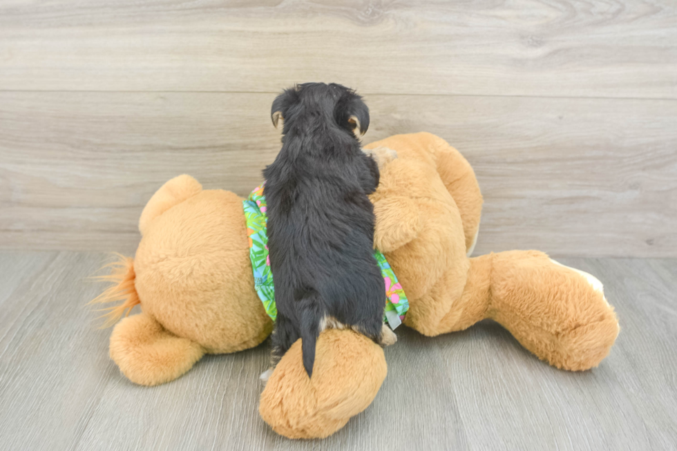 Popular Morkie Designer Pup