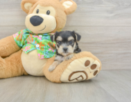 7 week old Morkie Puppy For Sale - Seaside Pups