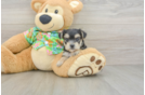 Morkie Puppy for Adoption
