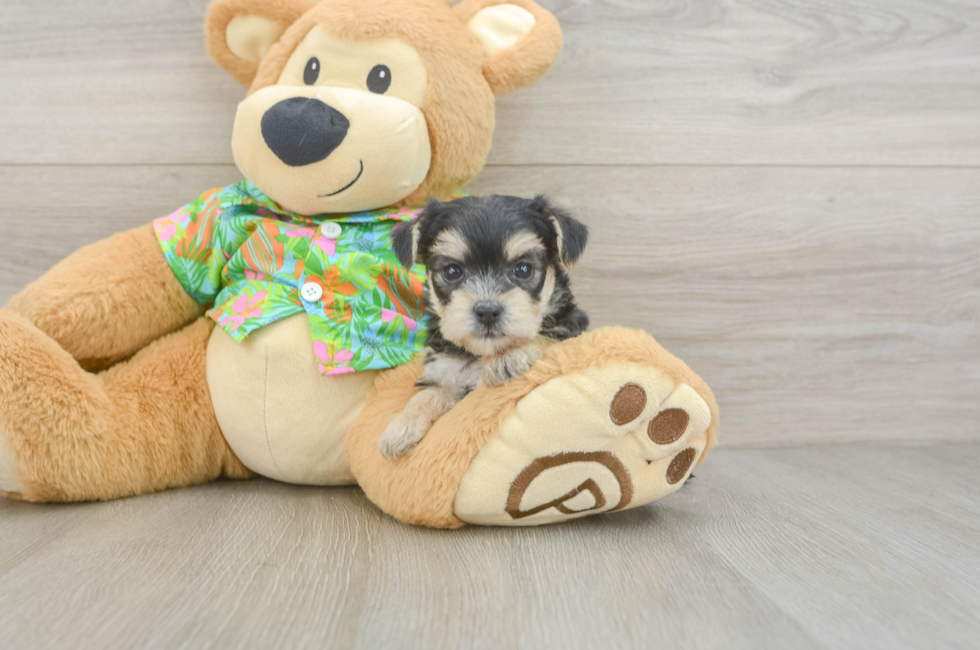 5 week old Morkie Puppy For Sale - Seaside Pups