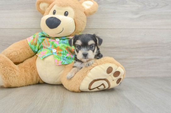 Morkie Puppy for Adoption