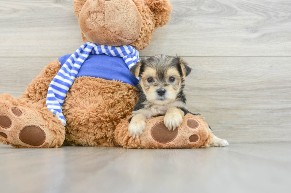 6 week old Morkie Puppy For Sale - Seaside Pups