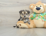5 week old Morkie Puppy For Sale - Seaside Pups