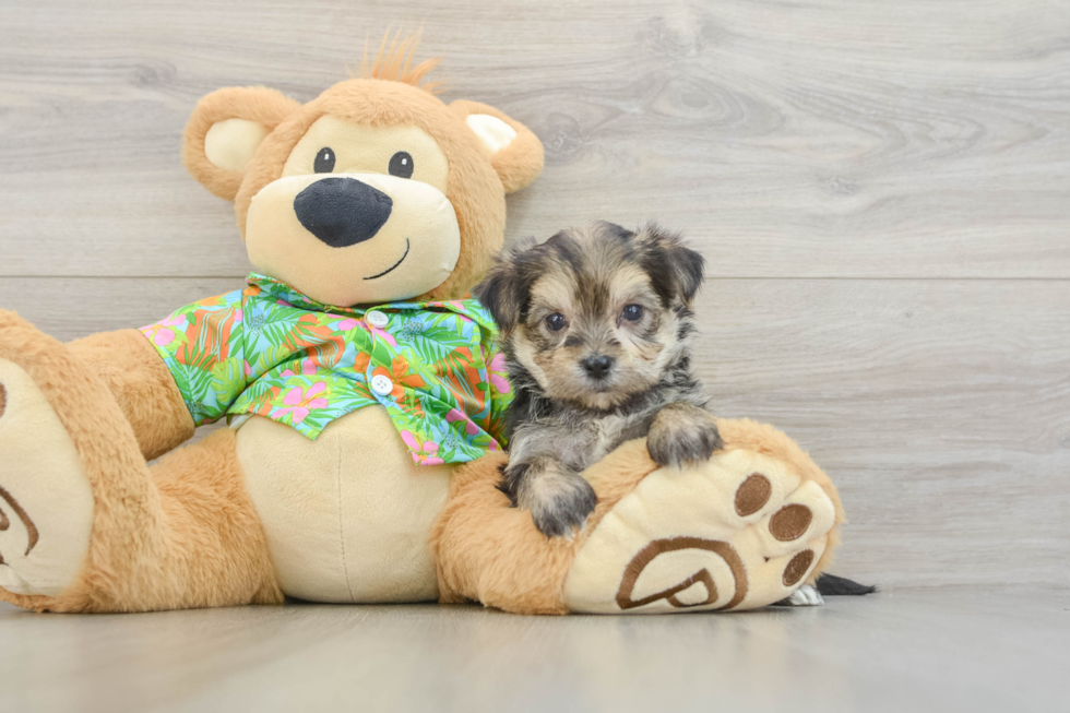 Smart Morkie Designer Pup