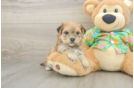 Little Yortese Designer Puppy