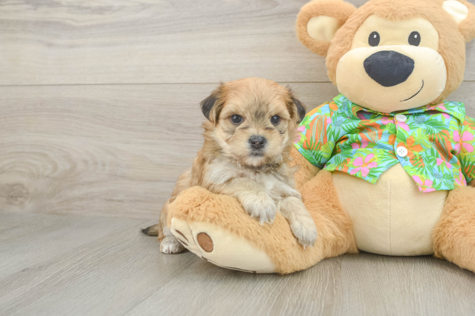 Little Yortese Designer Puppy