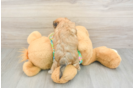 Hypoallergenic Malki Designer Puppy