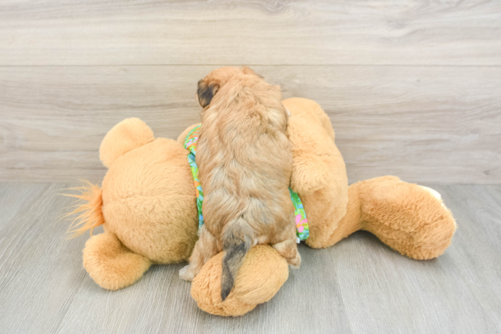Hypoallergenic Malki Designer Puppy