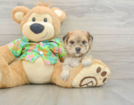 6 week old Morkie Puppy For Sale - Seaside Pups