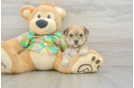 Morkie Pup Being Cute