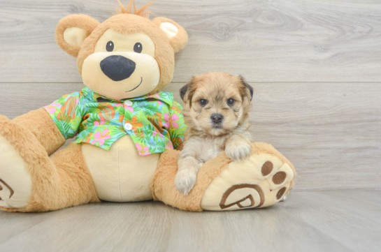 Morkie Pup Being Cute