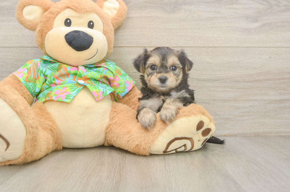 6 week old Morkie Puppy For Sale - Seaside Pups