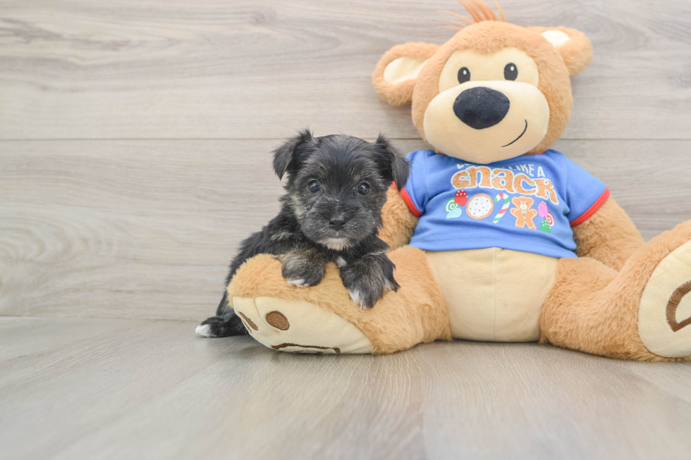 Morkie Puppy for Adoption