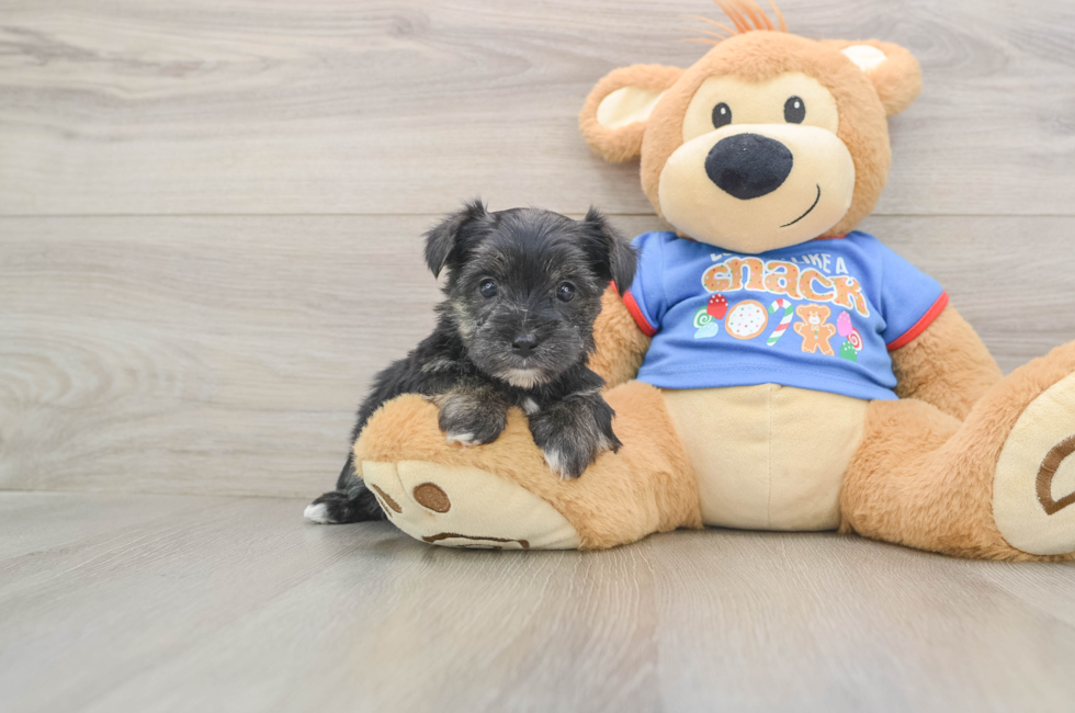 5 week old Morkie Puppy For Sale - Seaside Pups