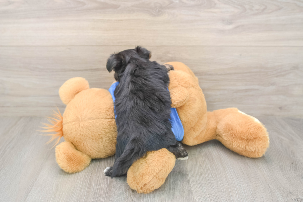 Morkie Puppy for Adoption