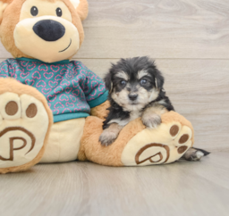 7 week old Morkie Puppy For Sale - Seaside Pups
