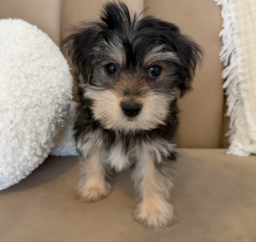 9 week old Morkie Puppy For Sale - Seaside Pups