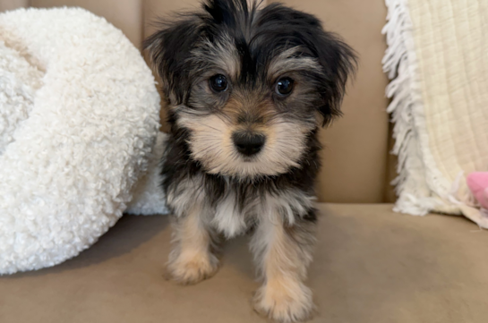 Cute Morkshire Terrier Designer Puppy