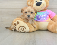 6 week old Morkie Puppy For Sale - Seaside Pups