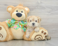 6 week old Morkie Puppy For Sale - Seaside Pups