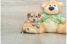 Morkie Puppy for Adoption