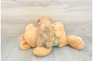 Morkie Puppy for Adoption