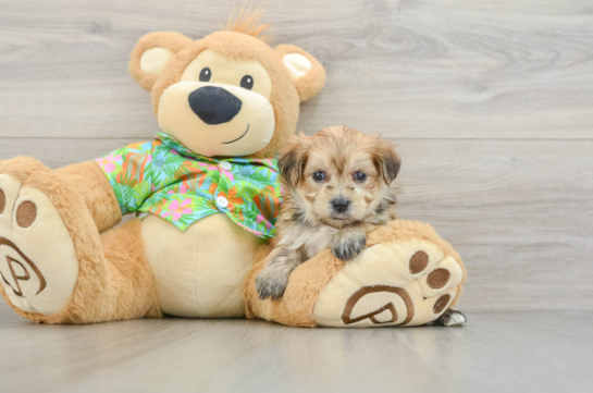 Best Morkie Baby