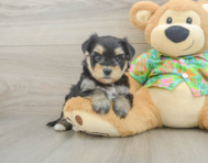 6 week old Morkie Puppy For Sale - Seaside Pups