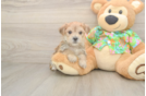 Happy Morkie Baby
