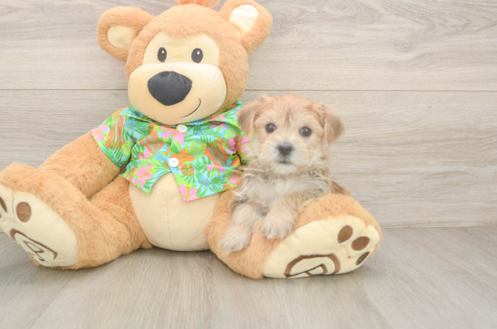 6 week old Morkie Puppy For Sale - Seaside Pups