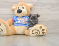 6 week old Morkie Puppy For Sale - Seaside Pups