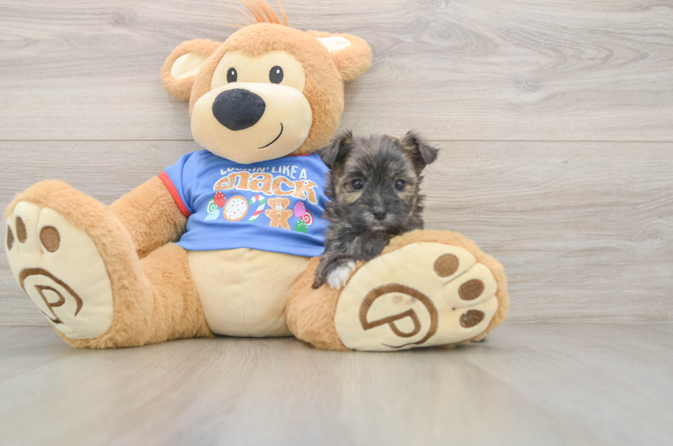 5 week old Morkie Puppy For Sale - Seaside Pups