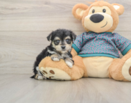 6 week old Morkie Puppy For Sale - Seaside Pups