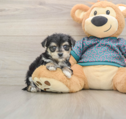 6 week old Morkie Puppy For Sale - Seaside Pups