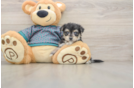 Morkie Pup Being Cute