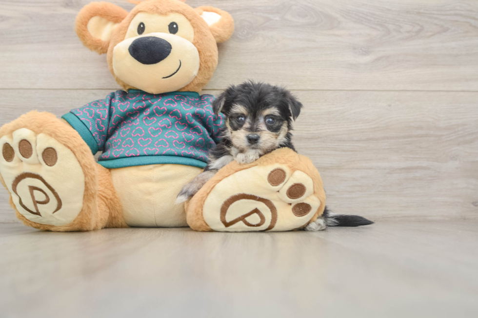 Morkie Pup Being Cute