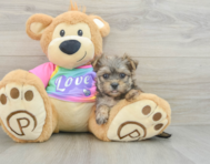 6 week old Morkie Puppy For Sale - Seaside Pups