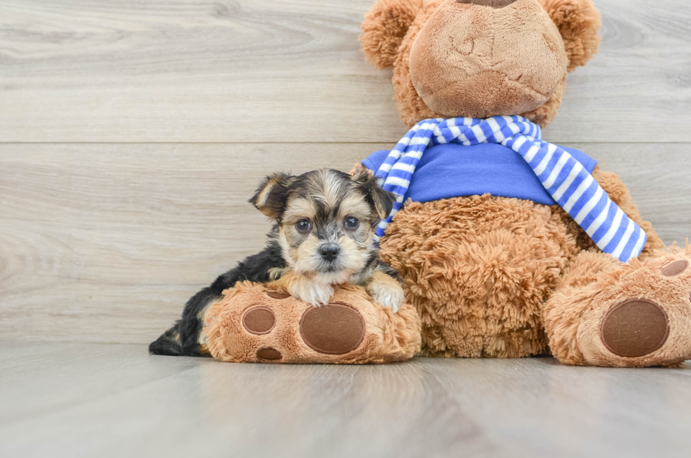 6 week old Morkie Puppy For Sale - Seaside Pups