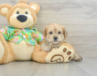 6 week old Morkie Puppy For Sale - Seaside Pups