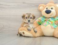 5 week old Morkie Puppy For Sale - Seaside Pups