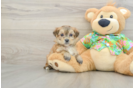 Happy Morkie Baby
