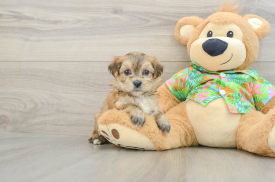 Happy Morkie Baby