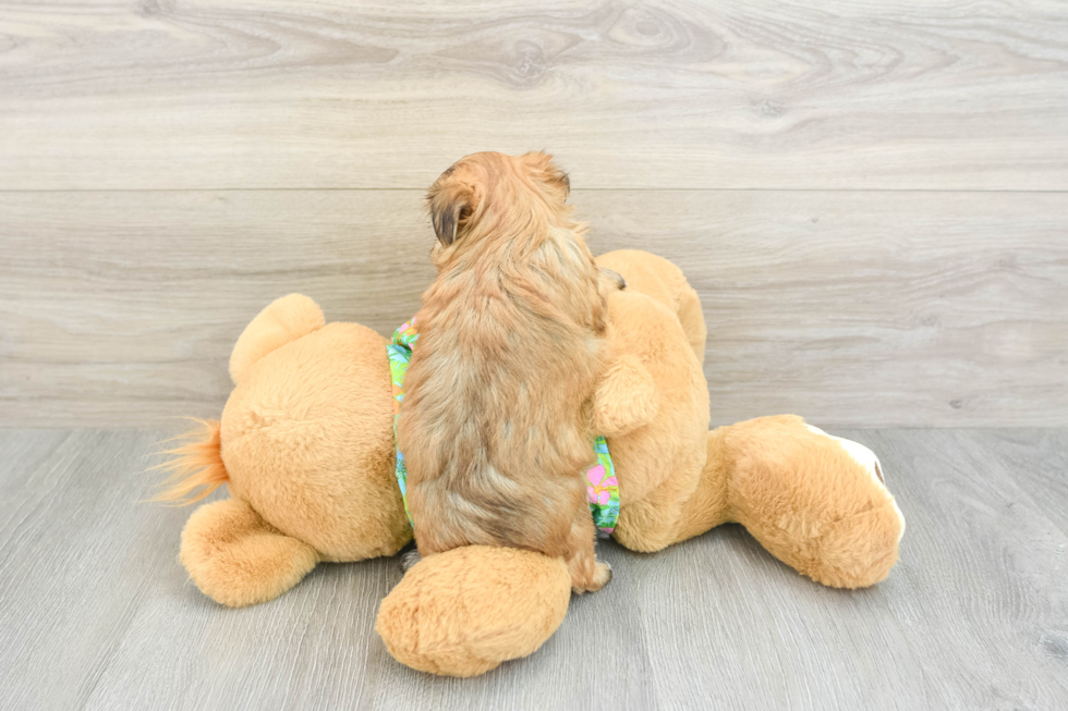 Morkie Puppy for Adoption