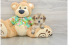 Morkie Puppy for Adoption
