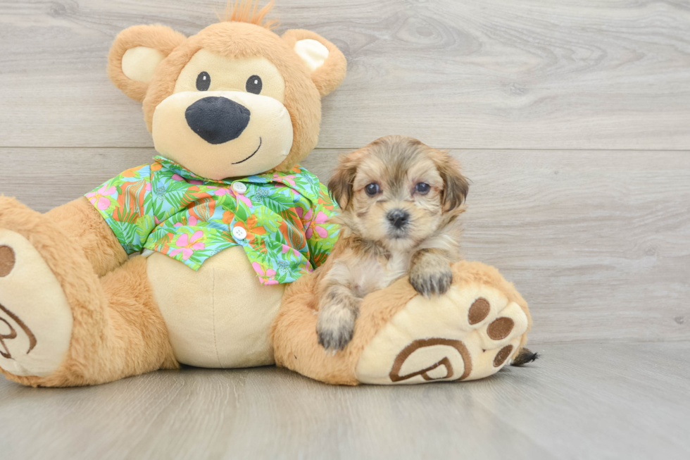 Morkie Puppy for Adoption