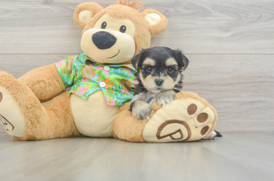 Cute Morkie Baby